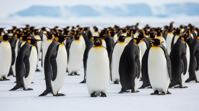 Penguin
