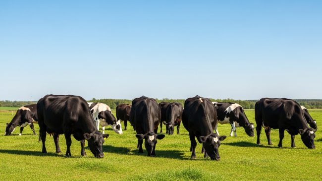 a herd of cows grazing in a green pasture
