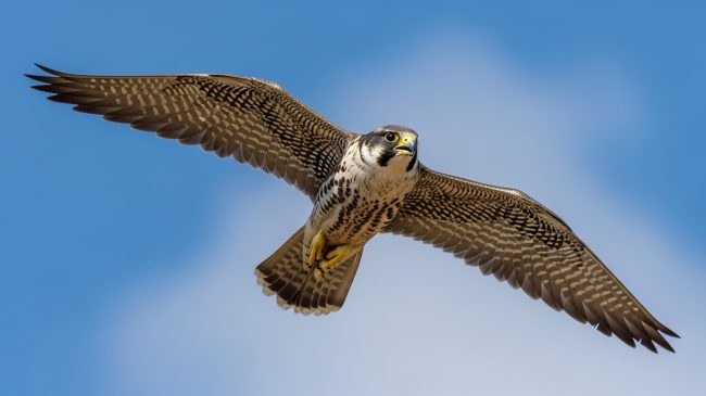 Falcon in flight