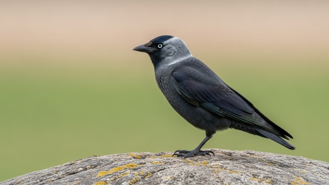 Jackdaw 