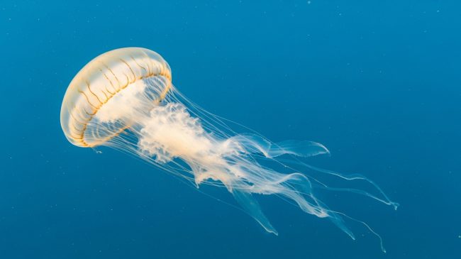 jellyfish