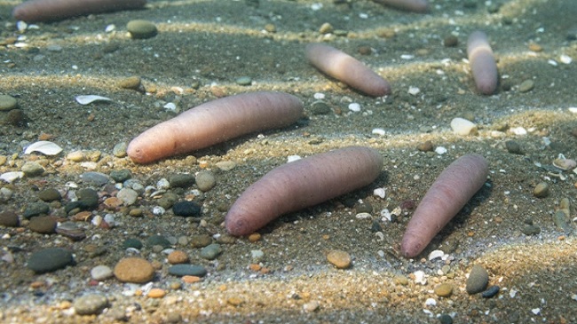 Urechis unicinctus – Penis Fish