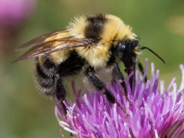Yellowish Cuckoo Bumblebee