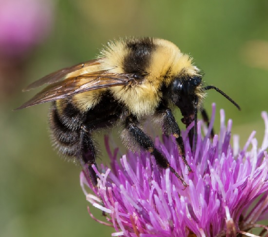Yellowish Cuckoo Bumblebee