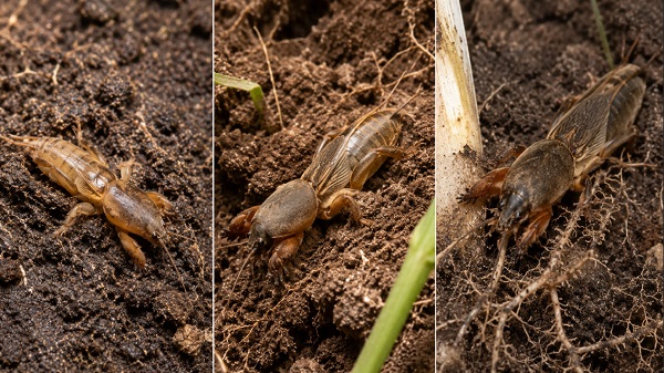 Mole Cricket